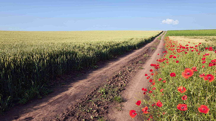 La importancia de la agricultura en el Medio Ambiente – Vía Sigfito